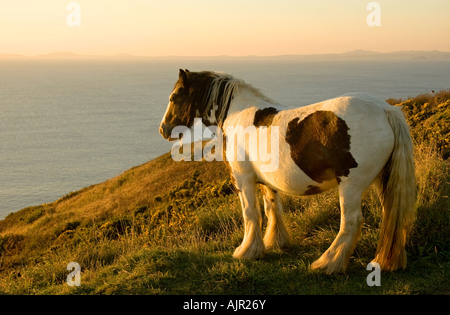 Skewbald castagno e White Horse Equus caballus guardando verso il mare al tramonto in St Brides Bay Foto Stock