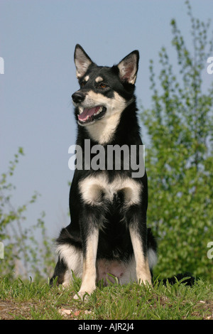 Terminare la renna Herder Lapinporokoira Foto Stock