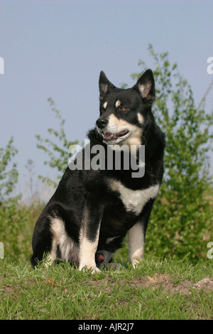 Terminare la renna Herder Lapinporokoira Foto Stock