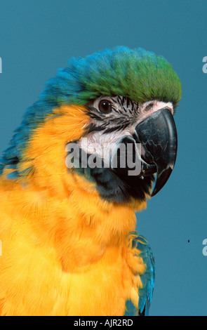 Blu e Giallo Macaw Ara ararauna Blu e Oro Macaw Foto Stock