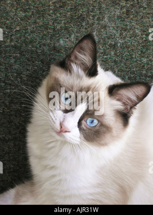 La guarnizione bicolor Ragdoll femmina gattino età sei mesi nel Wiltshire, Inghilterra UK UE Foto Stock