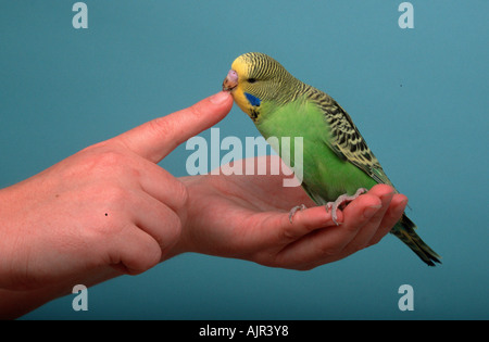 Budgerigar giovane maschio sul lato rosicchia sul dito Melopsittacus undulatus Budgie Foto Stock