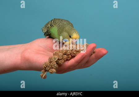 Budgerigar giovane maschio sul lato di mangiare il miglio Melopsittacus undulatus Budgie Foto Stock