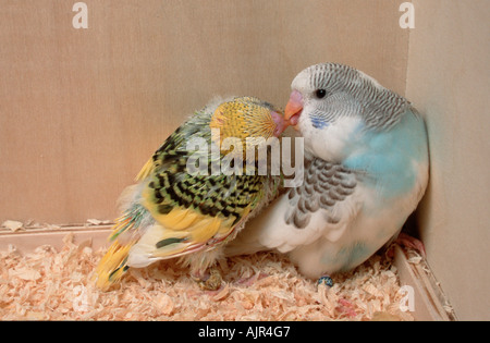 I giovani pappagalli di 3 e 4 settimane nella casella di nesting Melopsittacus undulatus Budgie Foto Stock