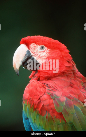 Green winged Macaw Ara chloroptera profilo laterale Foto Stock
