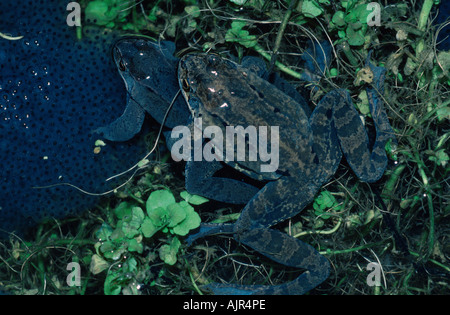 Politica europea comune in materia di rane coppia coniugata con spawn della Renania settentrionale-Vestfalia Germania Rana temporaria Foto Stock