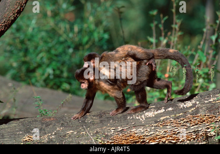 Petto giallo scimmie cappuccino femmina con giovani Cebus apella xantosthennos Foto Stock