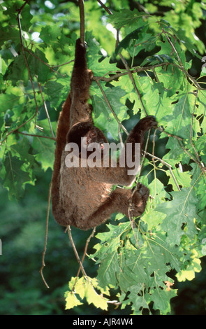 Comune lanosi scimmia Lagothrix lagotricha Foto Stock