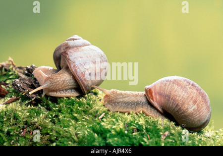 Lumache commestibili Germania Helix pomatia Foto Stock