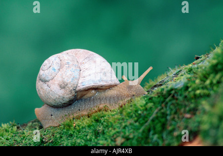 Lumache commestibili della Renania settentrionale-Vestfalia Germania Helix pomatia Foto Stock