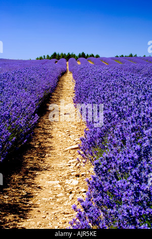 Righe di Lavanda a Snowshill Fattoria di Lavanda, vicino a Broadway in Cotswolds, Gloucestershire, Inghilterra Foto Stock