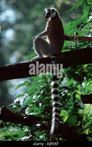 L'anello tailed Lemur Lemur catta Foto Stock