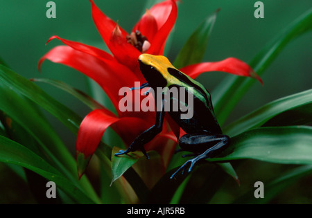 Tintura di freccia velenosa Frog Dendrobates tinctorius Poison Dart Frog Foto Stock