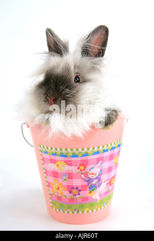 Siamese Lionhead rabbit in rosa Pasqua isolato della benna su sfondo bianco Foto Stock