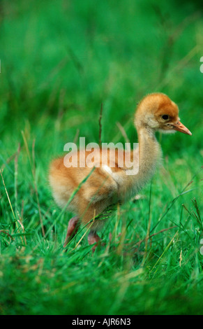 Comune pulcino gru grus grus Foto Stock
