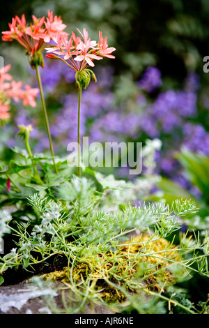 Fiori in piante erbacee frontiera presso Broadleas giardino, Devizes, Wiltshire, Inghilterra, Regno Unito Foto Stock