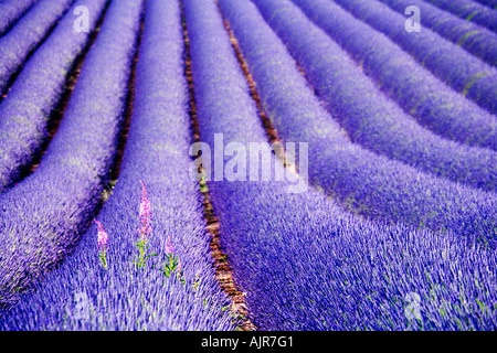 Righe di Lavanda a Snowshill Fattoria di Lavanda, vicino a Broadway in Cotswolds, Gloucestershire, Inghilterra Foto Stock