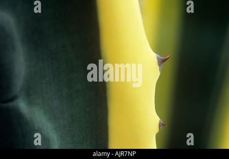 Close up di blu-foglia verde con bordo giallo e marrone taglienti spine di cactus Agave americana striata Foto Stock