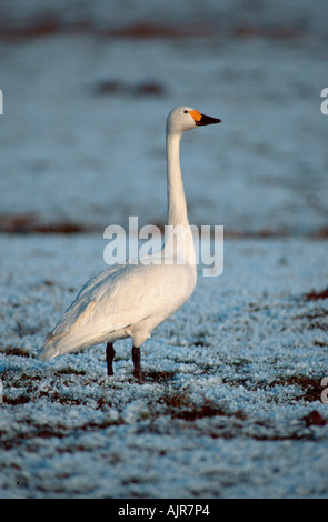 Bewick s Swan in inverno Paesi Bassi Cygnus columbianus bewickii Foto Stock