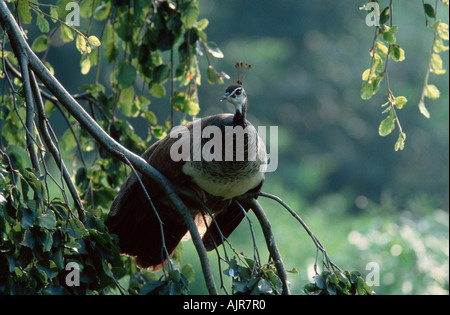 Femmina pavone poggiante su albero Pavo cristatus Foto Stock