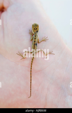 Piccola lucertola su una mano umana in India Foto Stock