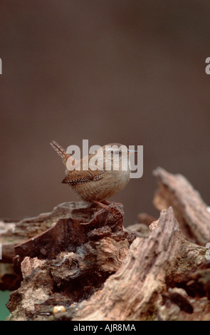 Scricciolo settentrionale della Renania settentrionale-Vestfalia Germania Troglodytes troglodytes Winter Wren Foto Stock