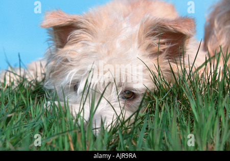 Irish Glen of Imaal Terrier Foto Stock