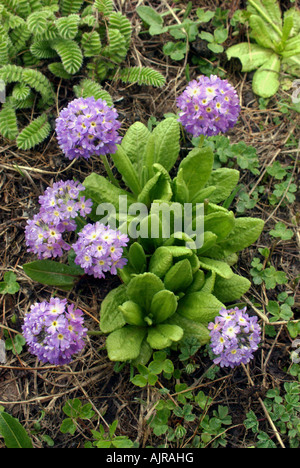 Primula denticulata (Primula himalayana) cresce in una zona di snowmelt, Annapurna base-camp trek, Santuario di Annapurna, Nepal Foto Stock