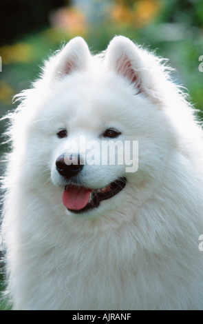 Samoiedo Foto Stock