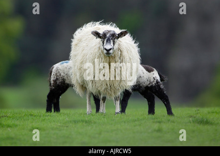 Black faced Ewe suckling twin lambs Foto Stock