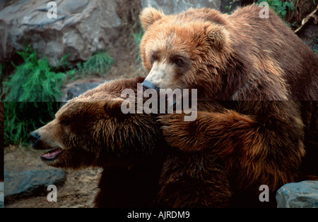 Kodiak Bears coppia coniugata Ursus arctos middendorffi Foto Stock