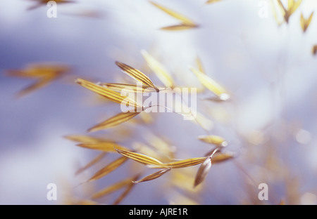 Close up retroilluminato semi vuoto casi di coltivati o di avena Avena sativa con più steli dietro contro il cielo color argento Foto Stock