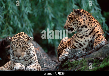 Giaguari coppia Panthera onca Foto Stock