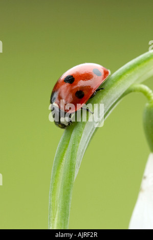 Sette-spotted coccinella su snowdrop fiore nel giardino di Essex Foto Stock