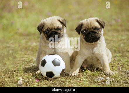 Due pug cuccioli di cane - seduta sul prato con sfera Foto Stock