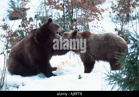 Unione orsi bruni coppia Ursus arctos Foto Stock