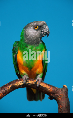 Senegal Parrot Poicephalus senegalus Foto Stock