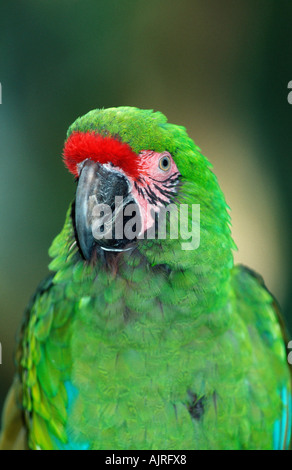 Macaw militare Ara militaris Foto Stock