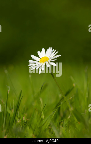 Daisy cresce in giardino prato, Essex Foto Stock