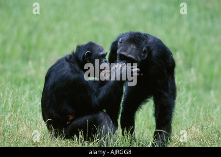 Gli scimpanzé coppia toelettatura Pan troglodytes Chimpy Foto Stock