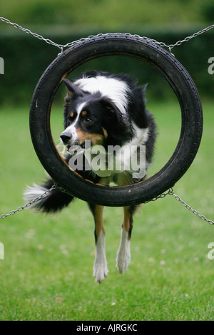 Border Collie jumping attraverso l'agilità dei pneumatici Foto Stock