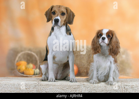 Beagle e Cavalier King Charles Spaniel Blenheim Foto Stock