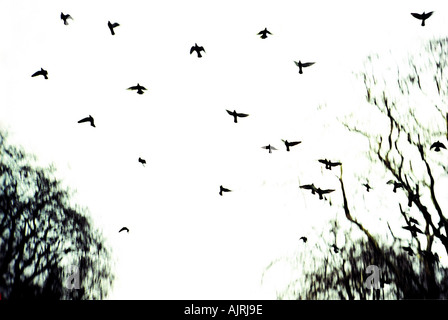 Piccioni volare sopra gli alberi. Russell Square, Bloomsbury, Londra, Inghilterra Foto Stock