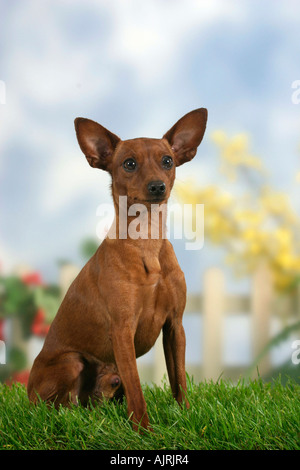 Miniature pinscher Pinscher Zwergpinscher Rehpinscher Zwergrehpinscher Foto Stock
