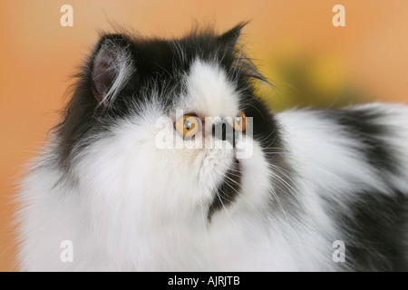 Gatto persiano tomcat bianco nero Perserkatze Kater schwarz weiss Foto Stock