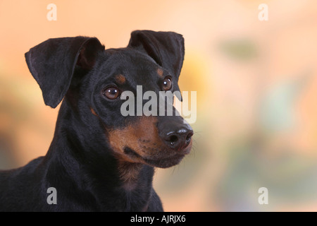 Manchester Terrier Foto Stock