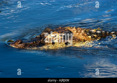 Cayman nero Melanosuchus niger si annida nell'acqua Mamiraua lo sviluppo sostenibile riserva Amazonas Brasile Foto Stock