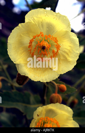 Meconopsis cfr paniculata prospera (circa 3000 m di altitudine) durante il monsone, vicino Somdang, Ganesh Himal, Nepal Foto Stock