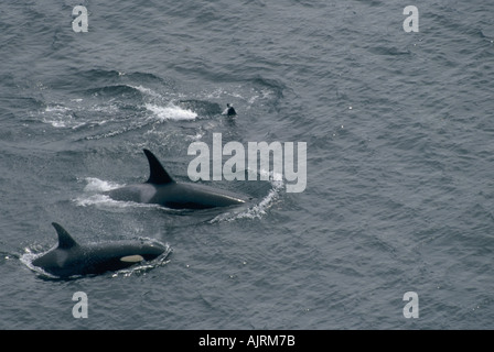 Resident orche Johnstone Strait BC Canada Foto Stock