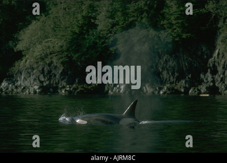 Transient Killer Whale Johnstone Strait BC Canada transitorio balene killer alimenti esclusivamente sui mammiferi Foto Stock